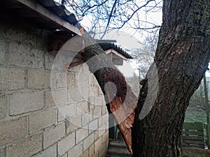 A windbroken apricot tree fell on shed and broke the roof