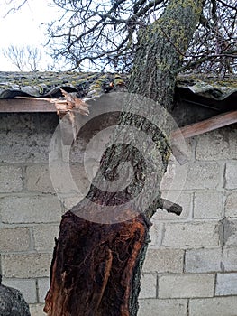 A windbroken apricot tree fell on shed and broke the roof