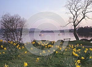Windermere daffodils, Cumbria