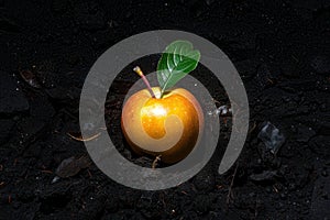 Windfall Apple: Fallen Fruit in the Garden