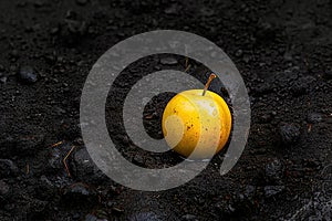 Windfall Apple: Fallen Fruit in the Garden