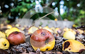 Windfall apple in the garden