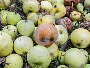 Windfall apple in the garden