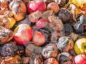 Windfall apple in the garden