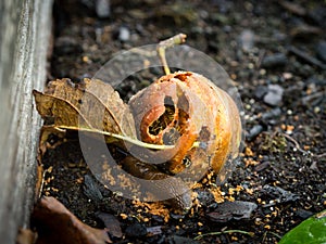 Windfall apple holed by wasps