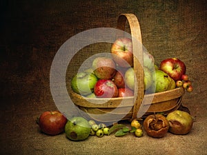 Windfall apples, collected in trug, still life composition.