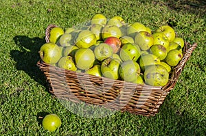 Windfall apples collected in wicker basket in Autumn.