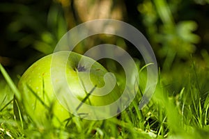 Windfall apples on the ground