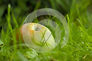 Windfall apples on the ground