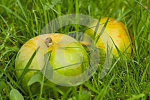 Windfall apples on the ground