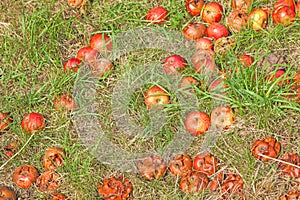 Windfall Apples of the Ground photo