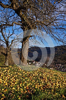 Windfall Apples in Old Orchard on Sunny Autumn Day photo
