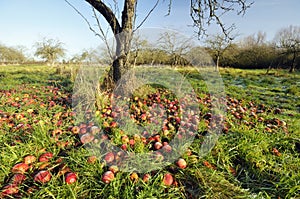 Windfall Apples