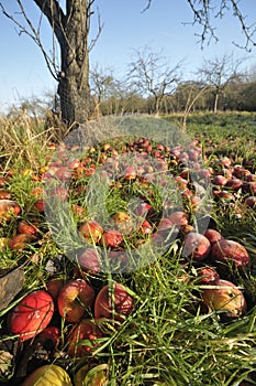 Windfall Apples photo