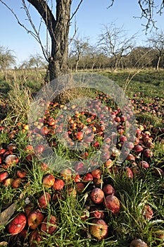 Windfall Apples
