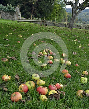 Windfall Apples