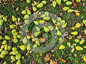 Windfall in Autumn, Pear