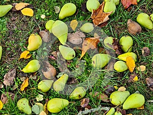 Windfall in Autumn, Pear