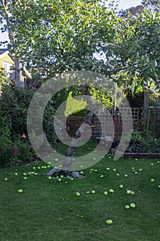 Windfall Bramley apples strewn on the lawn of a private garden in Bangor Northern Ireland
