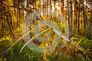 Windfall In Forest. Storm Damage. Fallen Tree