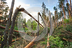 Windfall in forest. Storm damage. photo