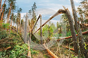 Windfall In Forest. Storm Damage. photo