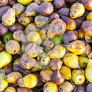 Windfall fruits on the meadow