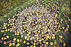 Windfall fruits on the meadow