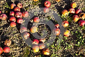 Windfall fruits on the meadow