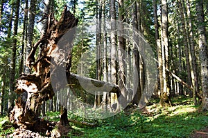 The windfall spruce tree with roots pulled out from the ground in the forest  of the national park