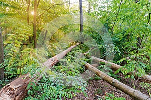 Windfallen trees in the forest in summer morning