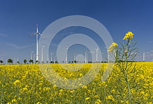 Windfarm with canola field green energy