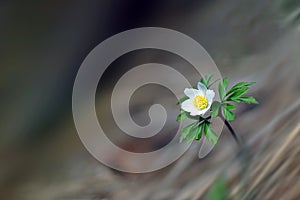 Windflower, also known as thimbleweed and smell Fox, wood anemone