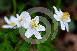 Windflower in blossom