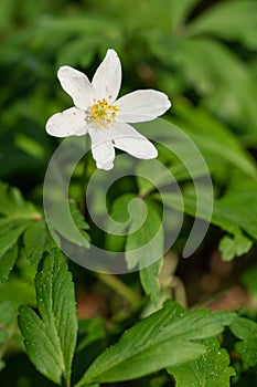 Windflower, Anemone nemorosa