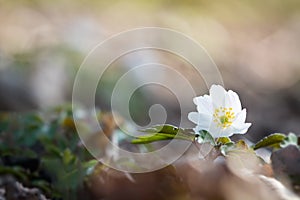 Windflower (Anemone nemorosa)