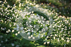 Windflower, Forest in the springtime