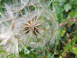 Windflower seeds