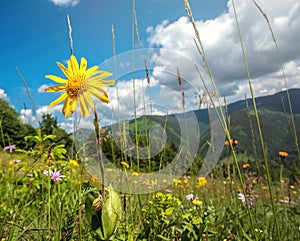 Windflowers on alpine meadow of Carpathian mountains in western Ukraine