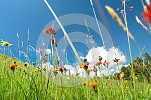 Windflowers of alpine region in Carpathian mountains in western Ukraine