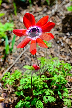 Windflowers Anemone is a genus of flowering plants in the buttercup family Ranunculaceae