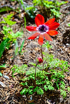 Windflowers Anemone is a genus of flowering plants in the buttercup family Ranunculaceae