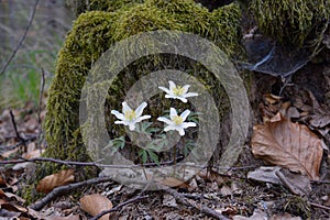 Windflowers in the forest