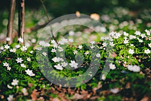 Windflowers in the forest