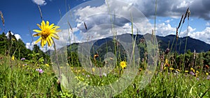 Windflowers on meadow of Carpathian mountains. Alpine nature panorama