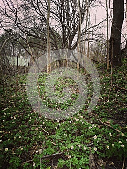 Windflowers in the spring forest
