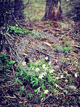 Windflowers in the spring forest