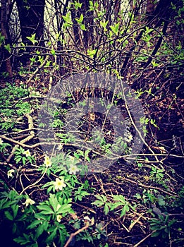 Windflowers in the spring forest