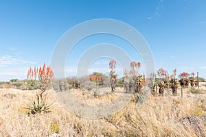 Windhoek or Mountain Aloes, Aloe littoralis, north of Otjiwarongo