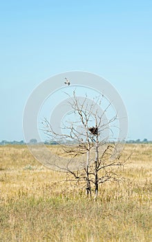 Windhover flying over the tree with nest